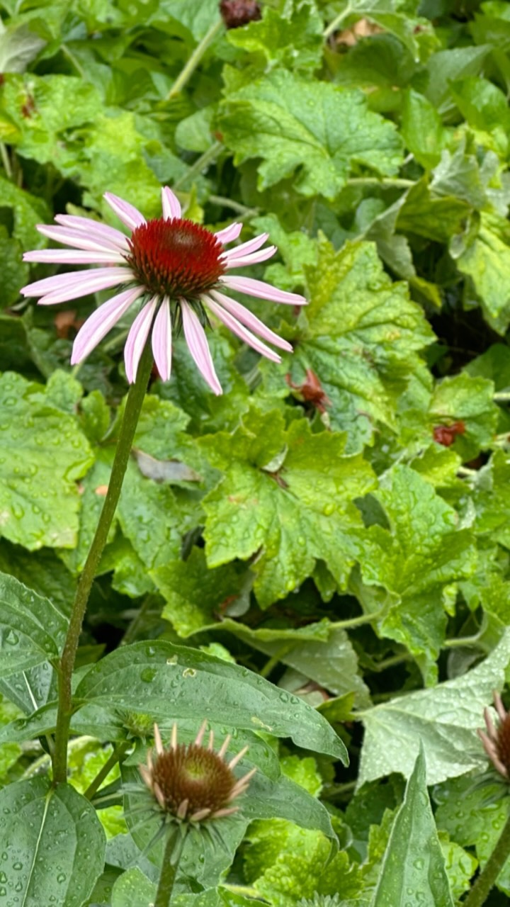 Roosevelt Island is blooming with native plants! 🌿🌼
This spring, Roosevelt Islanders came together to plant more than 300 New York native plants, and they’re thriving! You’ll now find coneflowers, yarrow, anise hyssop, three different species of milkweed, mountain mint, black-eyed Susans, wild sunflowers, and so much more.
With summer in full swing, there’s still plenty to plant including native shrubs and trees with Roosevelt Island children, seniors, and interns. Together, we’re creating healthier habitats for pollinators, wildlife, and our community one native plant at a time. 💚
Sign up to our email list to stay up to date with our garden and programs.
#RooseveltIsland #NativePlants #GoNative #PollinatorGarden #nycgardens